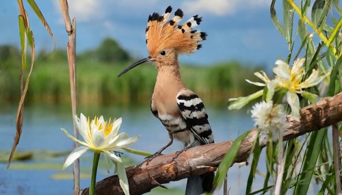 KI generated, animal, animals, bird, birds, biotope, habitat, a, individual, water, reeds, water