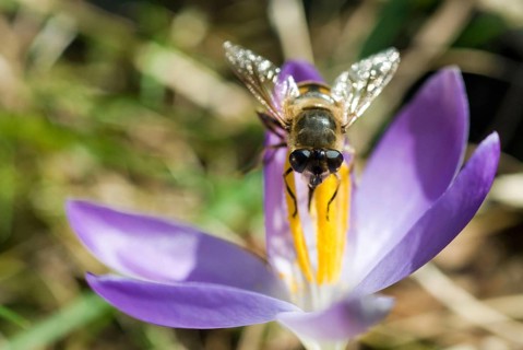 Hoverfly (Syrphidae) on spring crocus (Crocus Vernus) Munich, Bavaria, Germany, Europe