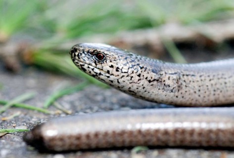 Slow Worm (Anguis Fragilis)