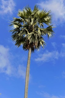 Palm, Mandalay Division, Myanmar, Asia