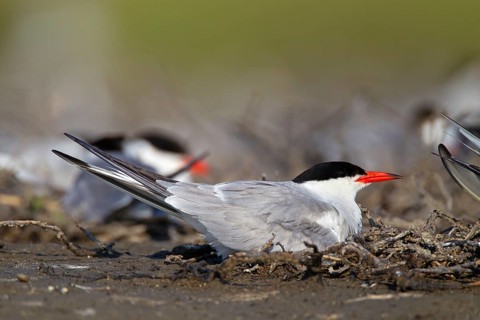 Common Tern (Sterna hirundo), on nest in breeding colony, Danube Delta Biosphere Reserve, Romania,