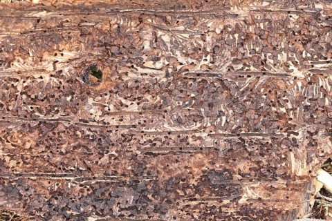 Feeding galleries of the spruce bark beetle (Ips typographus L.) under the bark of Norway spruce