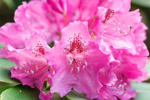 Rhododendron (azalea) flowers of various colors in the spring garden. Closeup. Blurred background