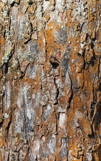 Brown tree bark texture of apple tree with sunlight