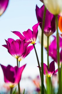 Blooming tulips, lakeside promenade, Ueberlingen, Lake Constance, Baden-Wuerttemberg, Germany,