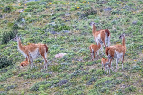 Guanaco (Llama guanicoe), Huanaco, group with young animals, Torres del Paine National Park,
