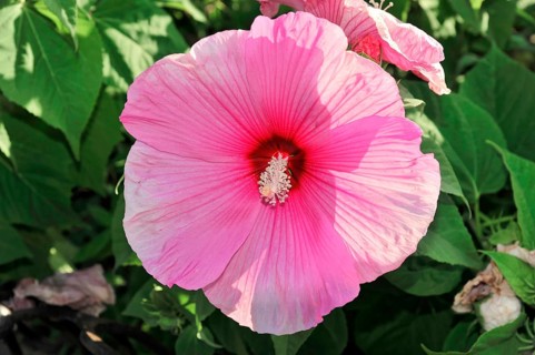 Flowering Hibiscus cultivar Red Heart (Hibiscus syriacus cultivar Red Heart) Florence, Tuscany,