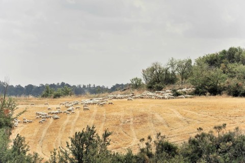 Sheep, Harvested wheat field, Landscape north of Sorano, Tuscany, Italy, Europe