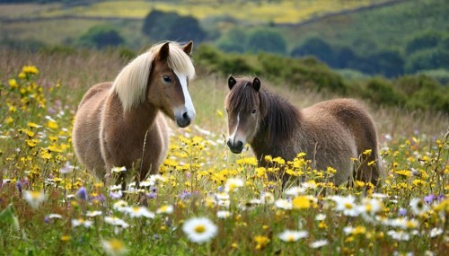 KI generated, animal, animals, mammal, mammals, biotope, habitat, two, flower meadow, foraging,