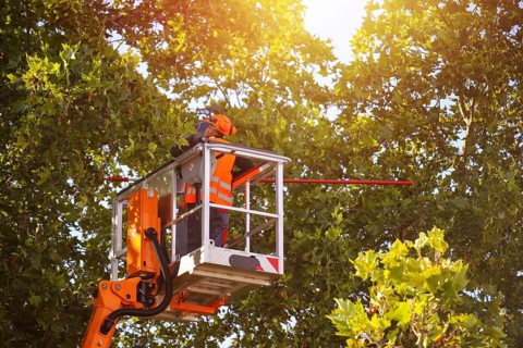 Workers on the work platform pruning or maintaining trees