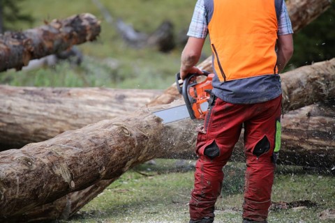 Logging work in the local forest, here in Upper Bavaria
