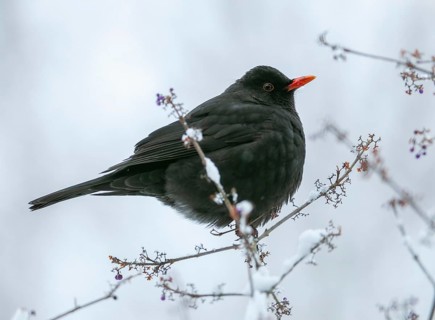 Blackbird (Turdus merula), male sitting in a shrub in winter, Germany, Europe