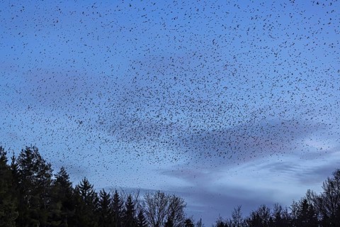 Natural spectacle in the Swabian Alb. Flocks of bramblings (Fringilla montifringilla) spend the