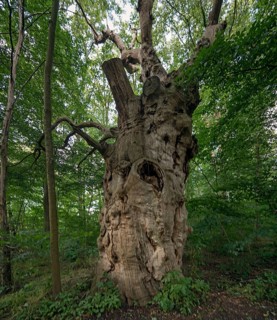 Dead oak tree (Quercus), 400 years old, 7.4 m in circumference, standing in a mixed forest,