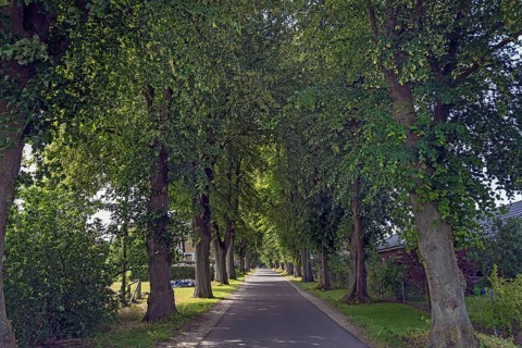 Avenue of large-leaved lindens (Tilia platyphyllos) on a village street, Rehna,