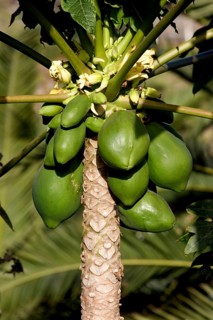 Fruits of Papaya, papaw, (Carica papaya) on a tree, La Palma, Canary Islands, Spain, Europe