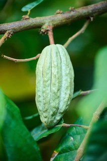 Cacao tree (Theobroma cacao) fruit hanging on a tree growing in a greenhouse, Germany, Europe