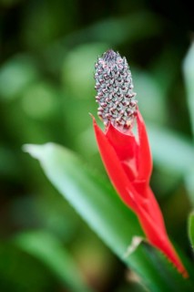 Pineapple (Ananas comosus) flower growing in a greenhouse, Germany, Europe
