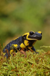 Fire salamander (Salamandra salamandra), running over moss, looking into the camera, animal
