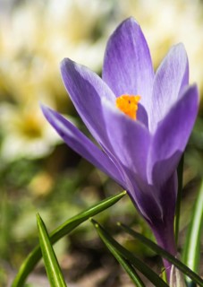 Crocuses blooming in the botanical garden in spring