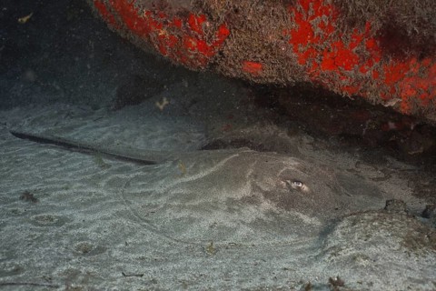 Round stingray (Taeniura grabata), dive site El Cabron Marine Reserve, Arinaga, Gran Canaria,