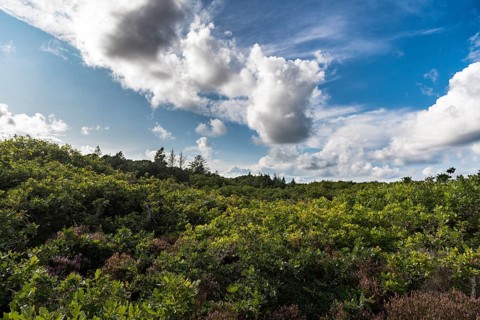 Blue sky with clouds (Cumulus mediocris) over an oak forest, Oksbol, Region Syddanmark, Denmark,