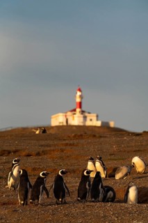 Magellanic penguins (Spheniscus magellanicus) in front of the lighthouse in the Penguin National