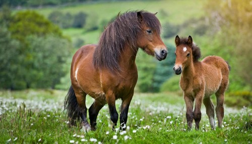 KI generated, animal, animals, mammal, mammals, biotope, habitat, two, mare and foal, foraging,
