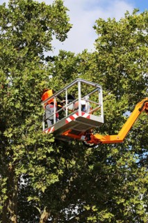 Workers on the work platform pruning or maintaining trees