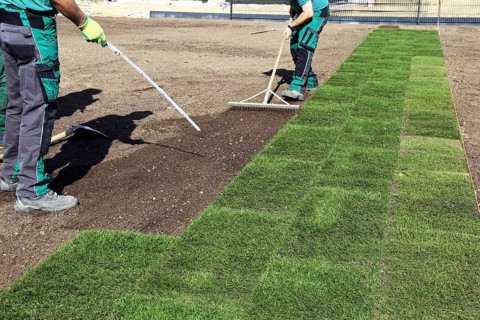 Gardener lays sod