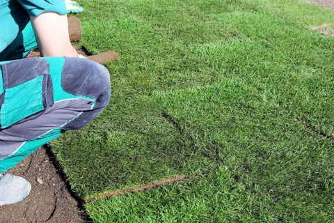 Gardener lays sod