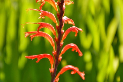 African flag (Chasmanthe floribunda) Stattliche Rachenlilie, La Palma, Canary Islands, Spain,
