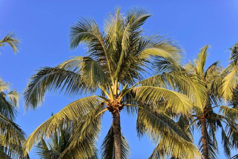 Palm trees, Ngapali Beach, Thandwe, Burma, Burma, Myanmar, Asia