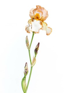 Beautiful multicolored iris flower isolated in white. Close up