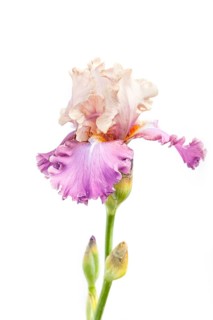 Beautiful multicolored iris flower isolated in white. Close up