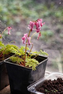 Blooming purple dicentra with ornamental leaves on the windowsill