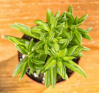 Beautiful little plant, succulent in a small flower pot. on the wooden background