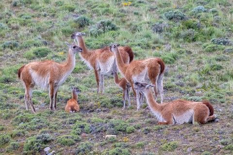Guanaco (Llama guanicoe), Huanaco, group with young animals, Torres del Paine National Park,