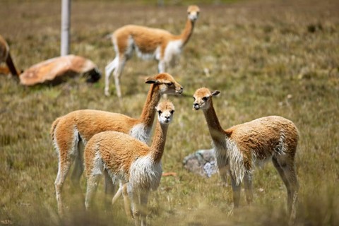 Vicunas or vicunas (Vicugna vicugna) in a meadow in the Andean highlands, Andahuaylas, Apurimac.