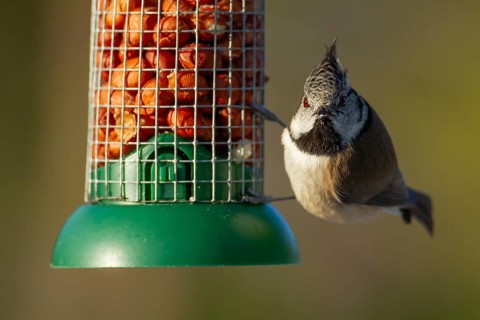 Crested tit (Lophophanes cristatus) adult bird on a bird feeder, Scotland, United Kingdom, Europe