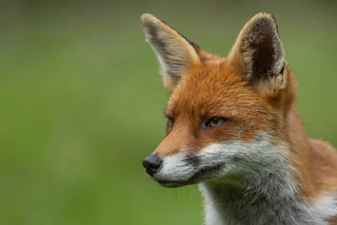 Red fox (Vulpes vulpes) adult animal head portrait, England, United Kingdom, Europe