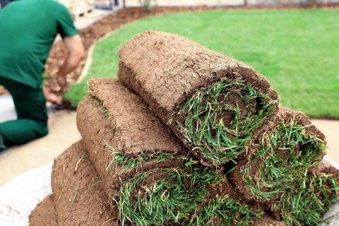 Gardener lays sod