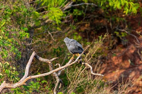 Stilt Buzzard (Geranospiza caerulescens) Pantanal Brazil