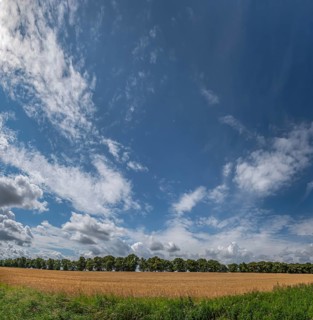 Avenue of large-leaved lindens (Tilia platyphyllos) Cornfield and cloudy sky, Rehna,