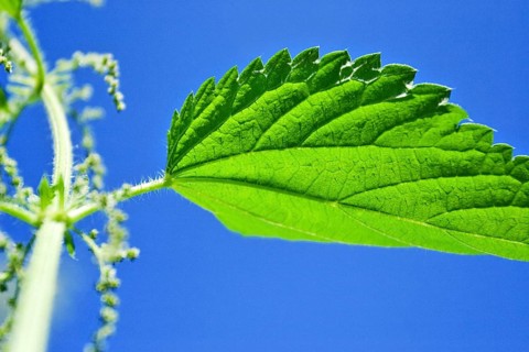 Common, burn or stinging nettle plant (urtica dioica urens)