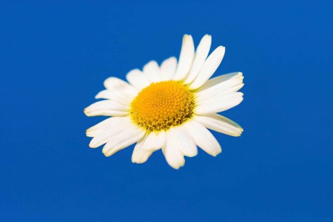 Ox-eye daisy (Leucanthemum vulgare)