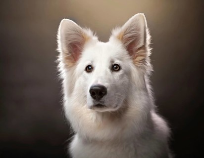 Dog, young dog, White Swiss Shepherd, Berger Blanc Suisse, recognised dog breed from Switzerland