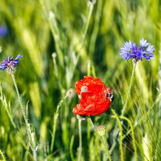 Red poppy flower (Papaver rhoeas), green barleys (Hordeum vulgare), cornflower (Centaurea cyanus),