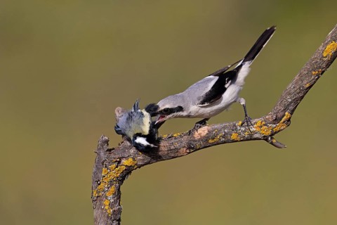Great Grey Shrike (Lanius excubitor) with clutched Great Tit as prey, Thuringia, Germany, Europe