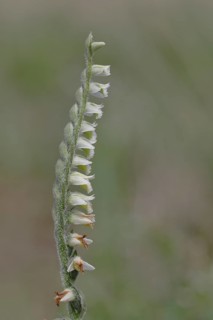 Autumn helleborine (Spiranthes spiralis), autumn helleborine, small orchids, very rare, flowering